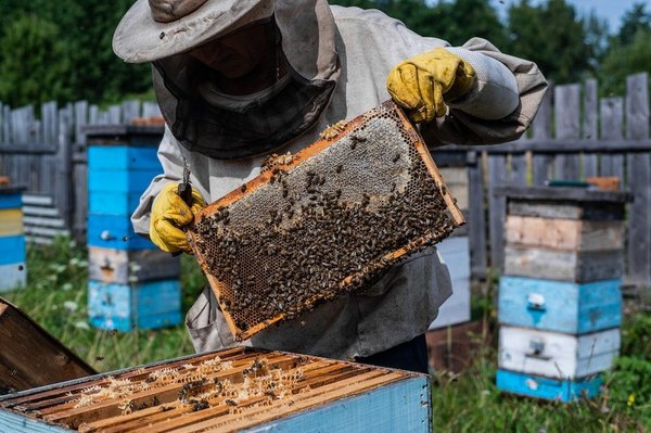 How to Create a Backyard Bee Sanctuary That Supports Local Ecosystems?