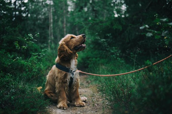 How to Manage Joint Pain in Senior Pets with Natural Supplements?